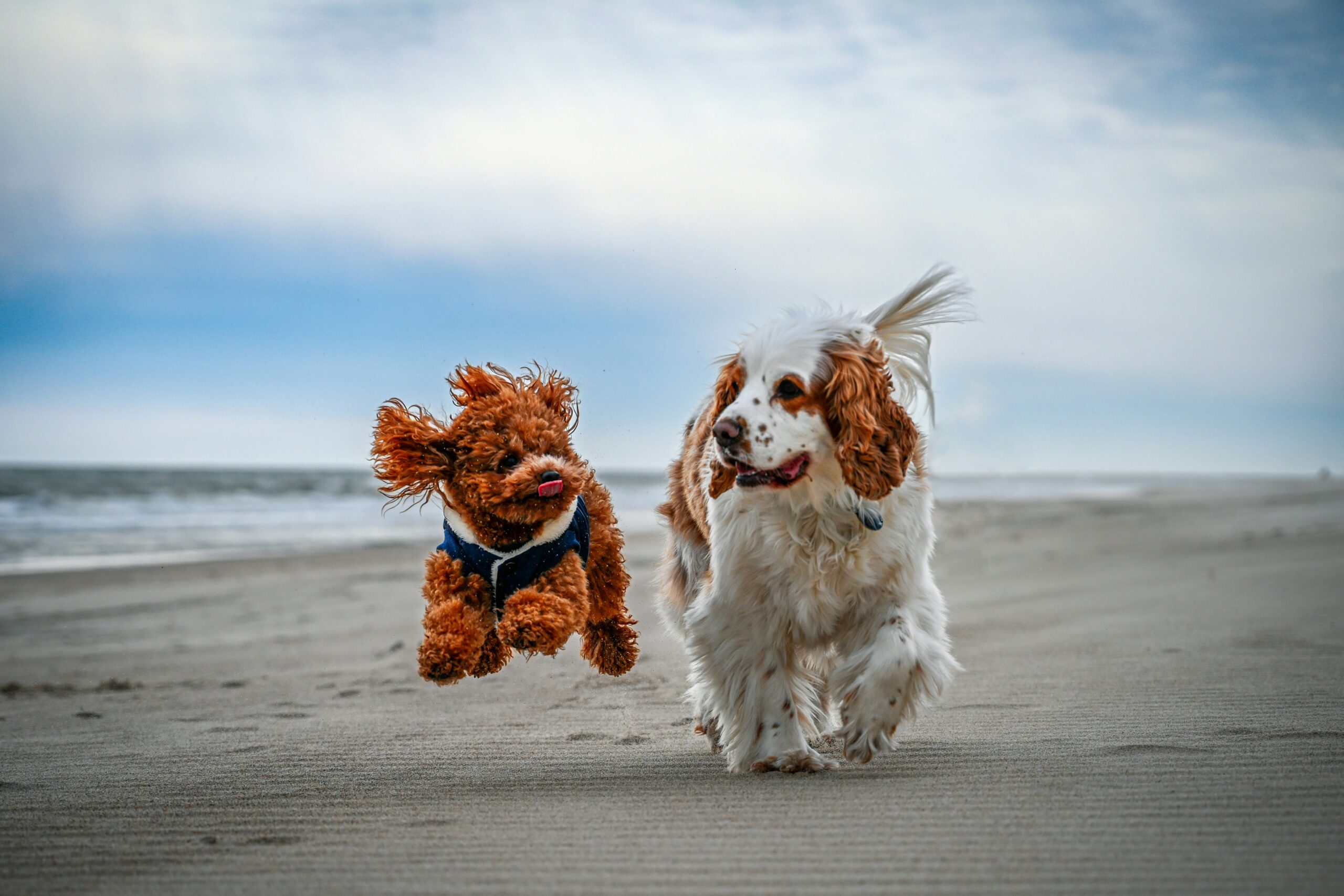 Acessórios para Cachorro: Conforto, Segurança e Diversão para o Seu Pet